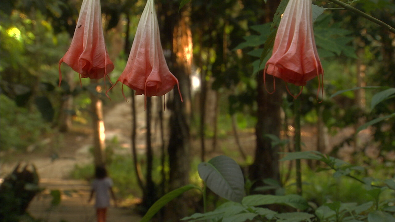 Ve Ayahuasca Vine of the Soul Netflix